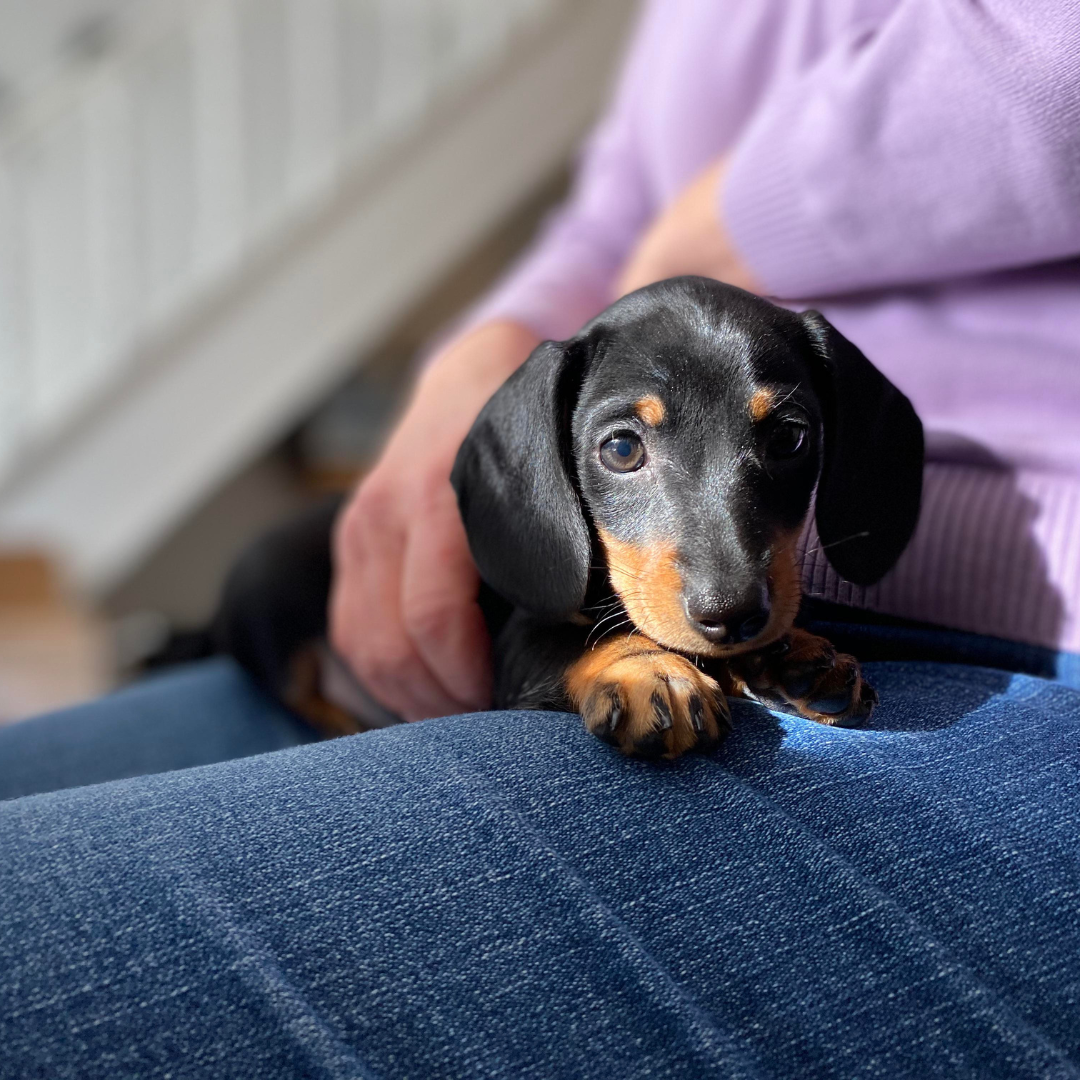Shampoo pour chien teckel à poil court