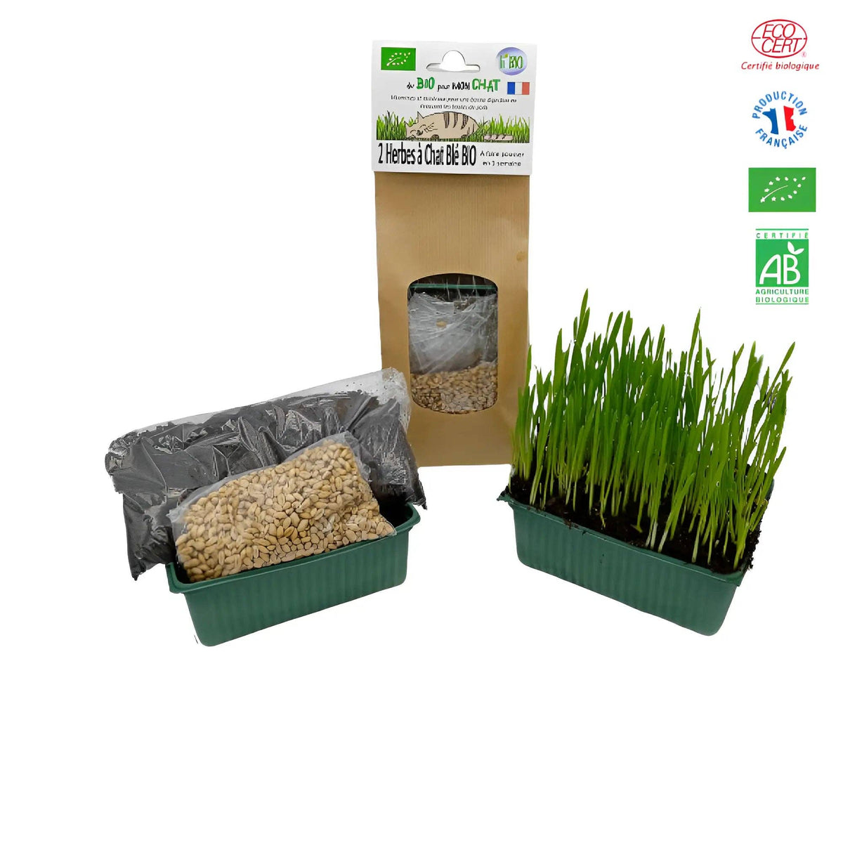 Kit herbe à chat: KIT à semer herbe à chat blé BIO inclus 1 barquette + 100g de blé + terreau