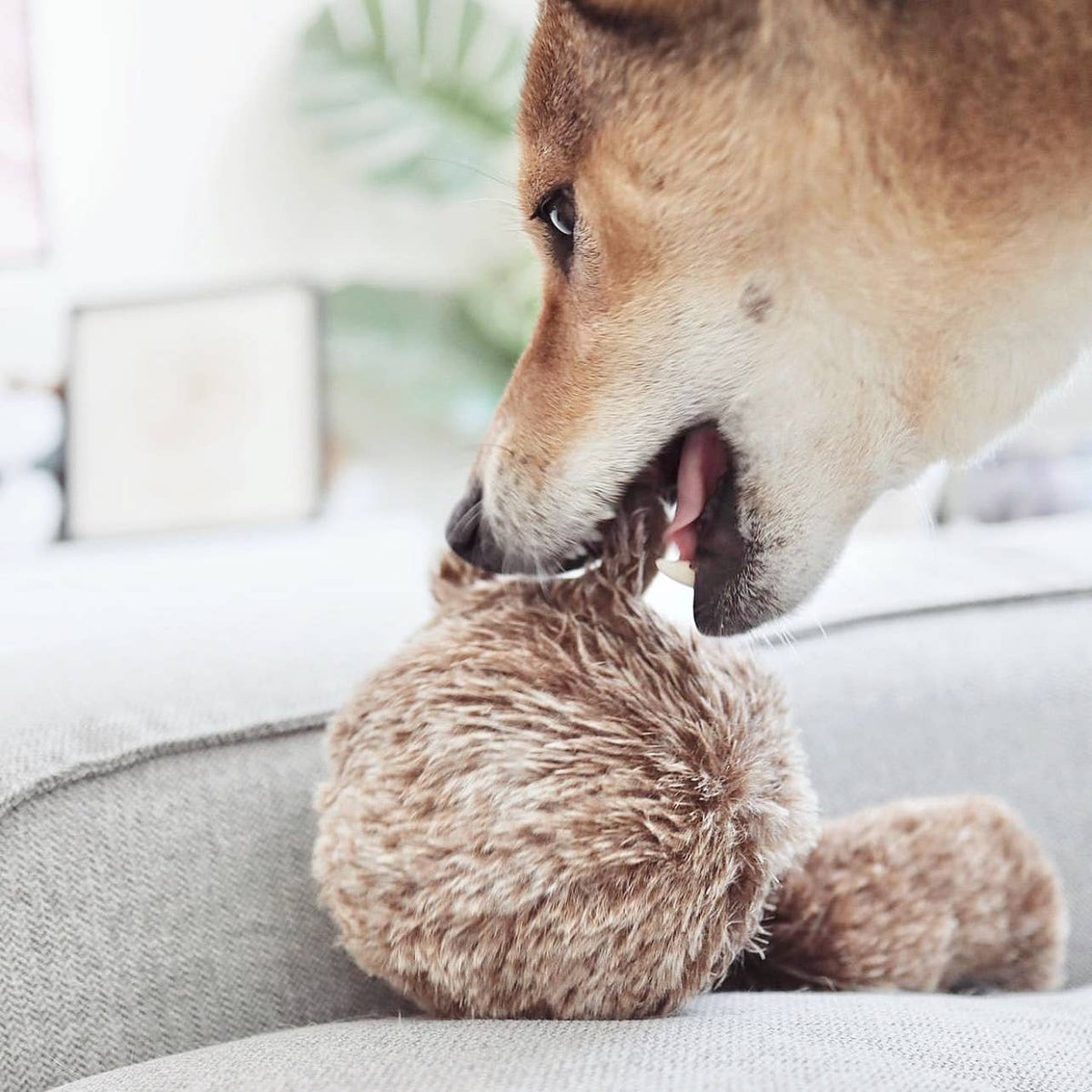 Jouet peluche Squirrel avec balle
