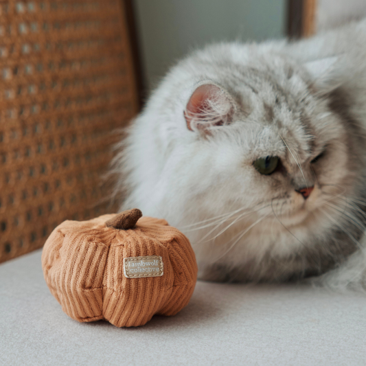 Mini citrouille pour chat