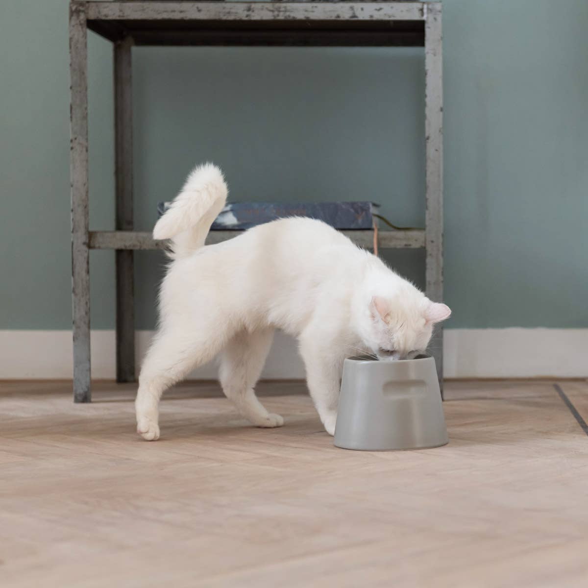 Gamelle surélevée en porcelaine pour chat