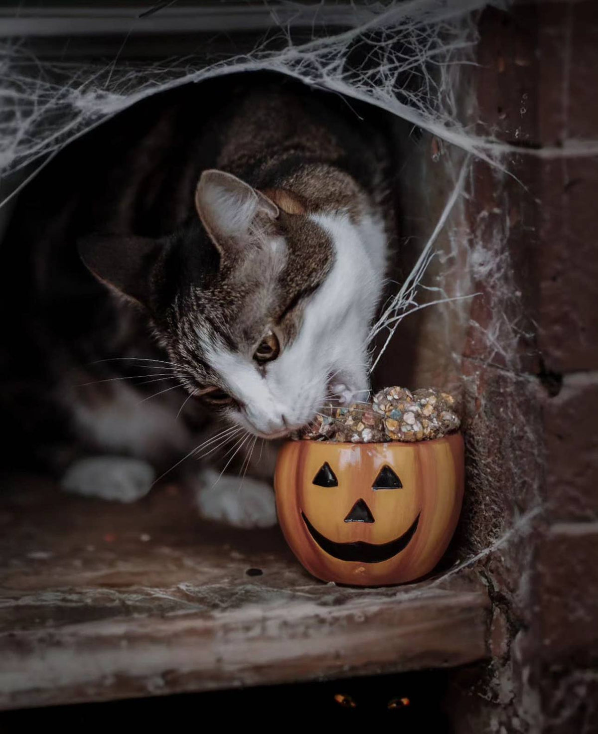 Embrasse la sorcière - Friandises d'Halloween à la dinde et à la citrouille