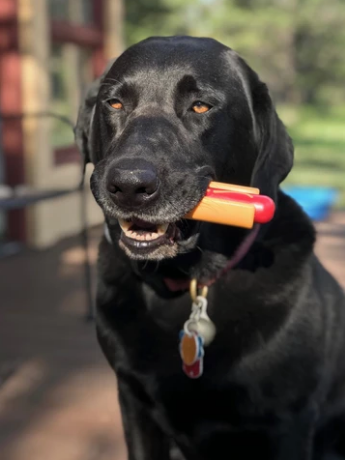 Jouet à mâcher hot-dog en nylon - Moyen