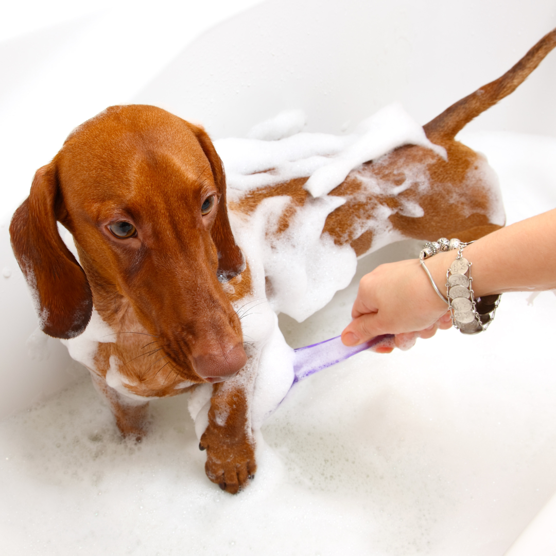 Shampoo pour chien teckel à poil court