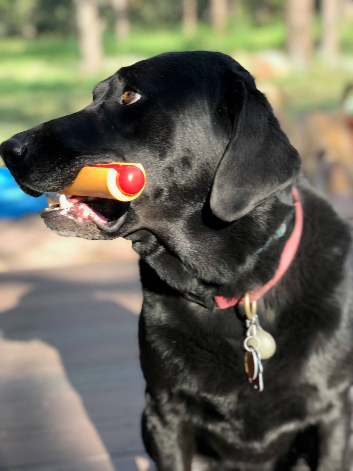 Jouet à mâcher hot-dog en nylon - Moyen