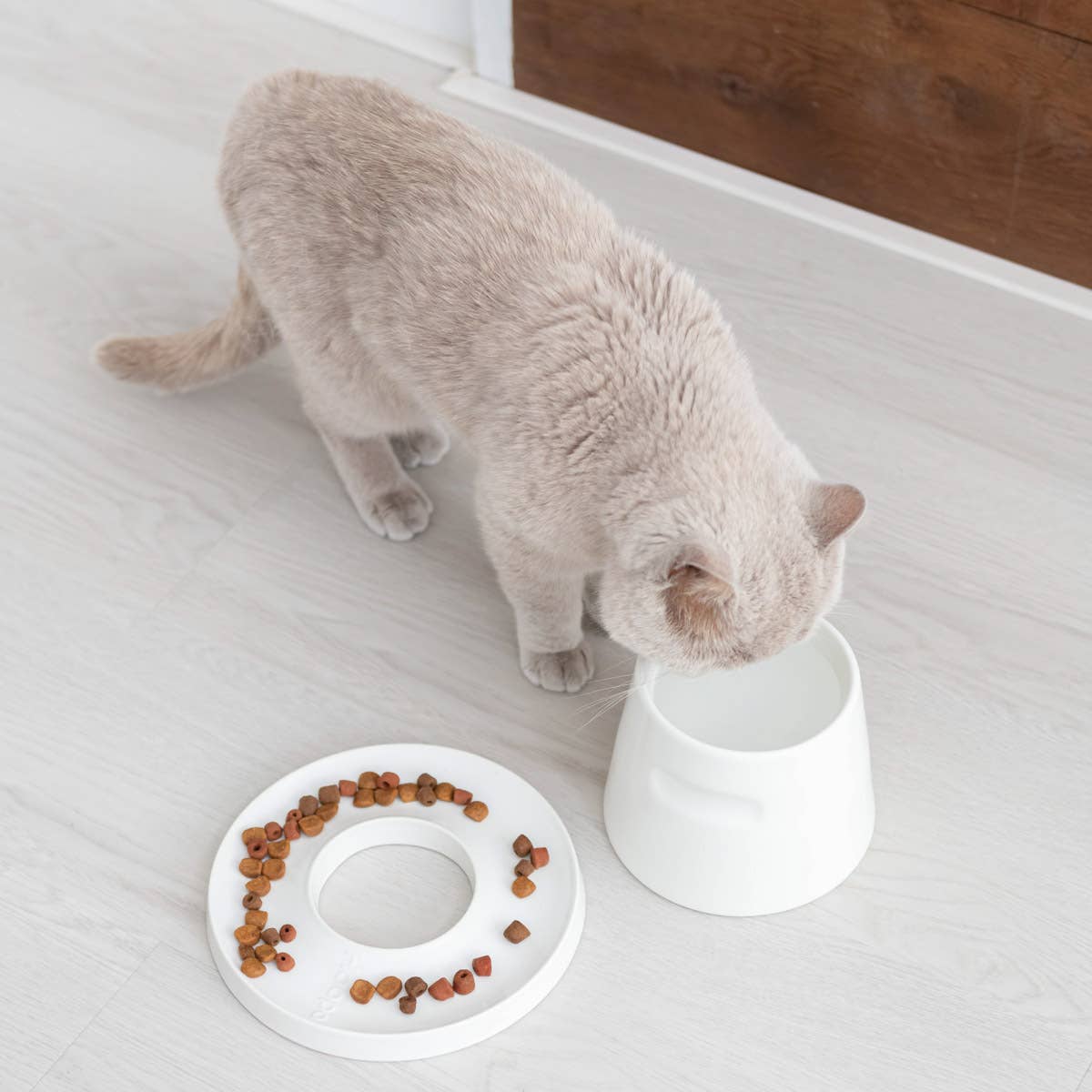 Gamelle surélevée en porcelaine pour chat