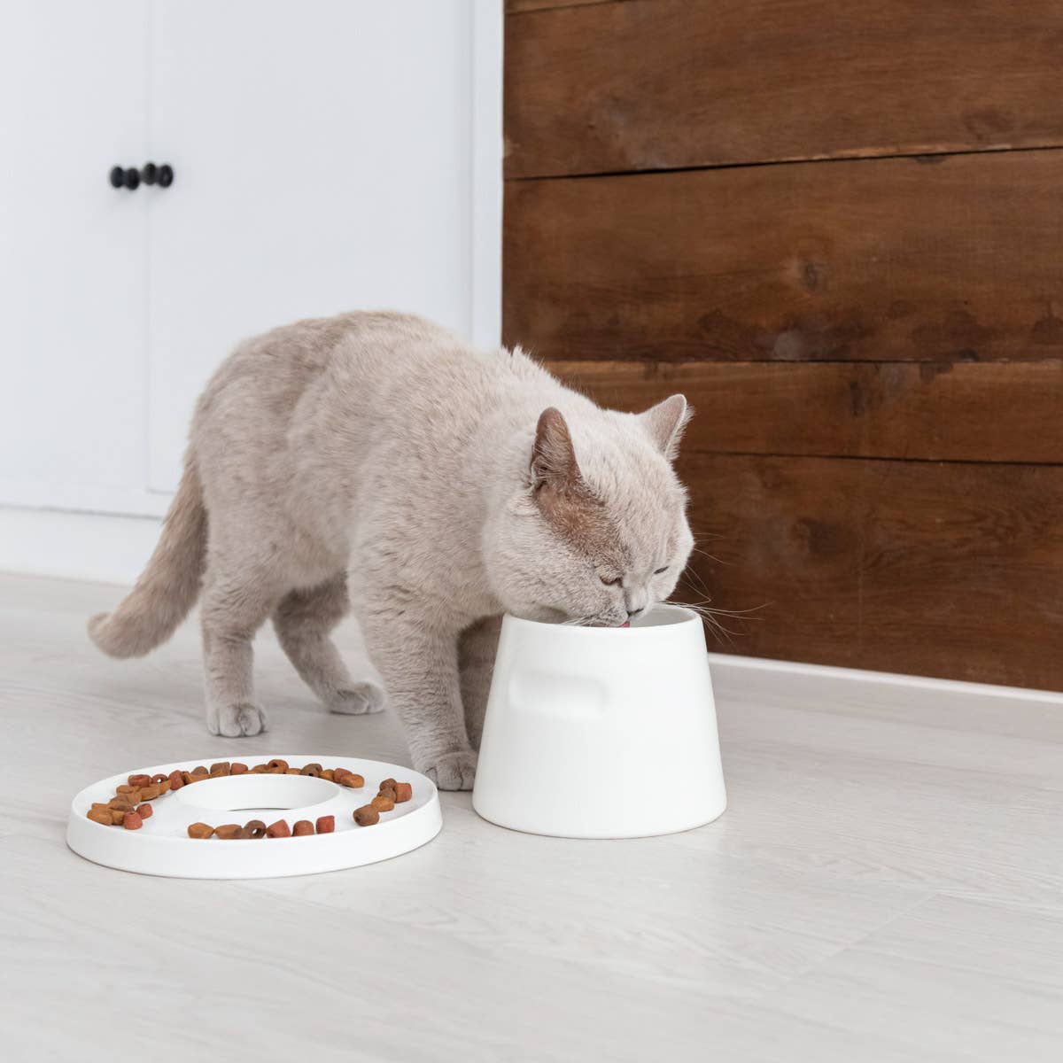 Gamelle surélevée en porcelaine pour chat