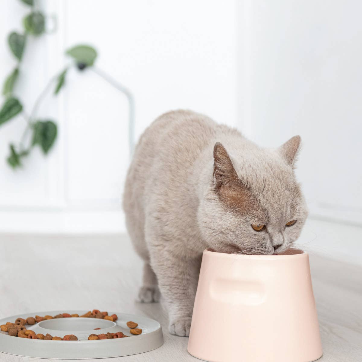 Gamelle surélevée en porcelaine pour chat