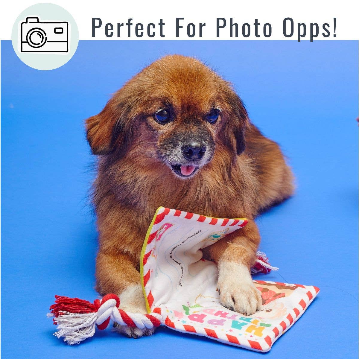 Jouet pour chien avec carte de joyeux anniversaire