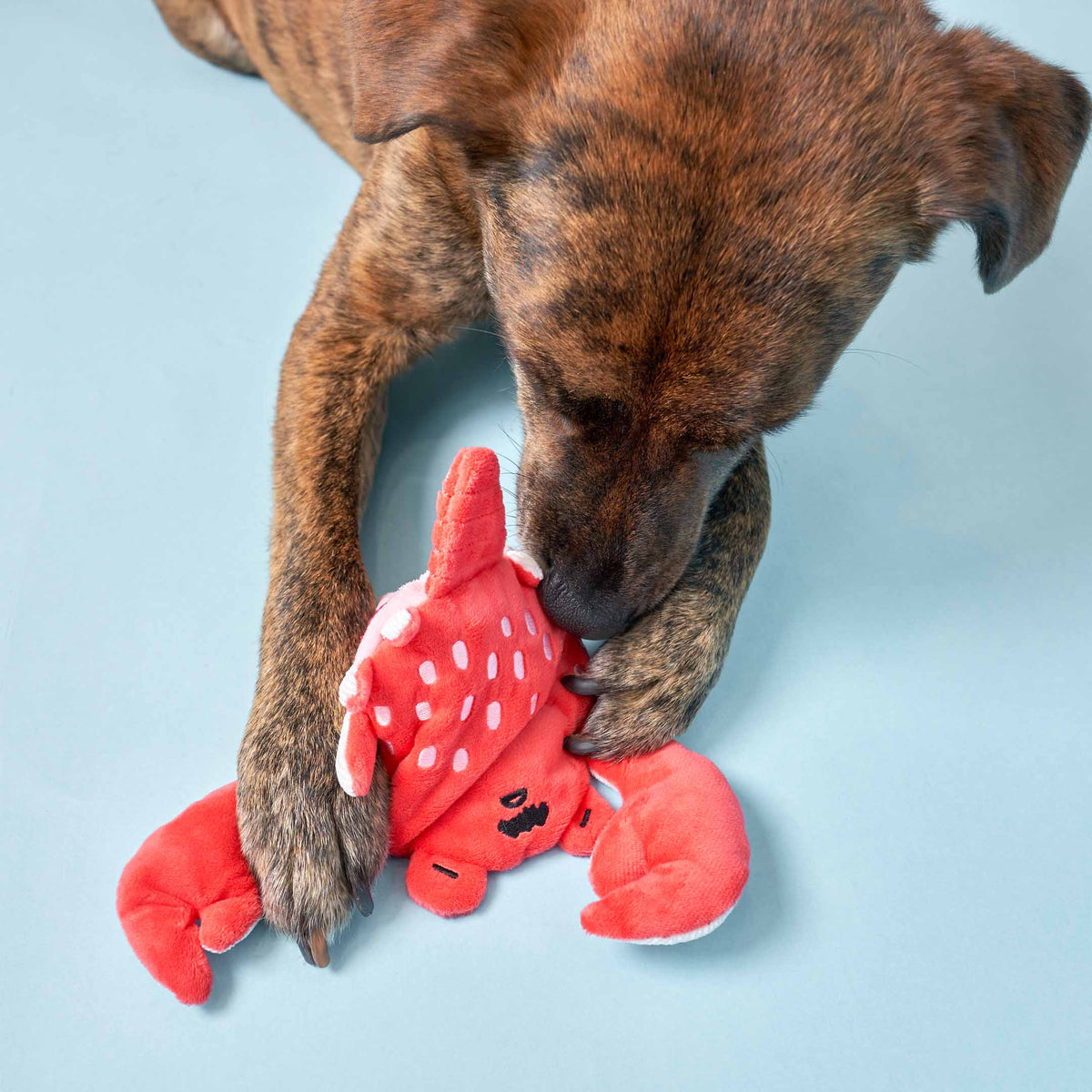 Jouet Crab Nosework