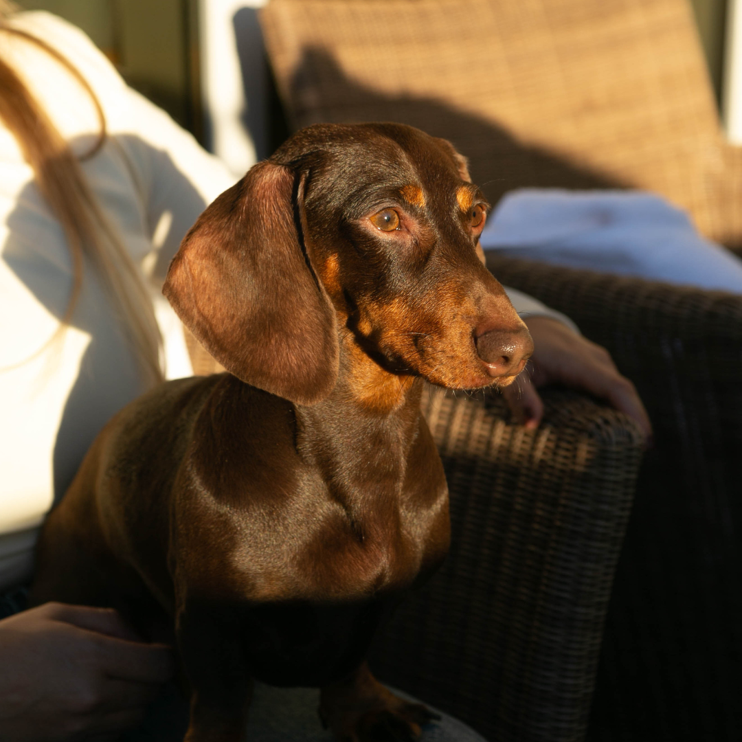 Shampoo pour chien teckel à poil court