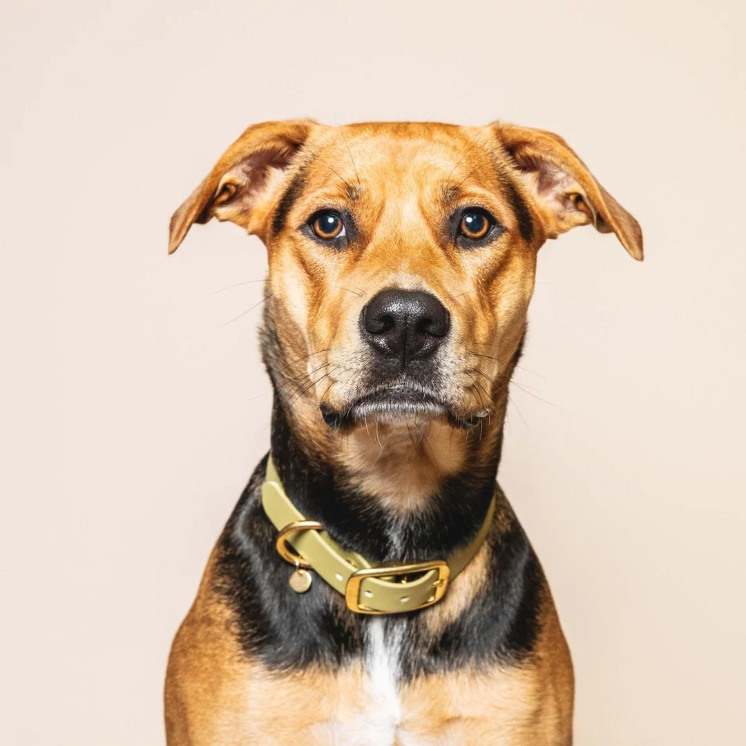 Collier pour chien vert tilleul