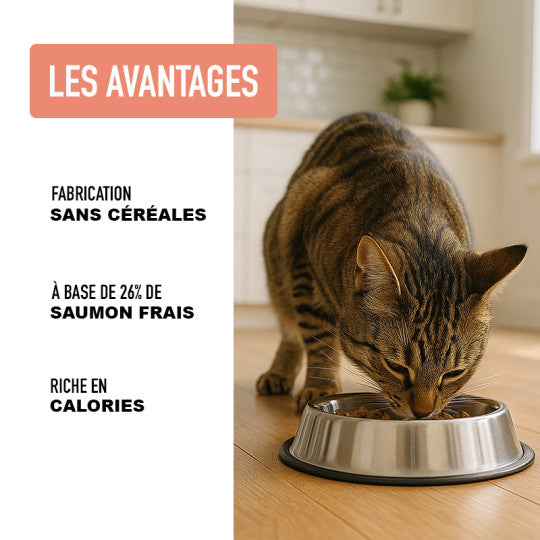 Croquettes pour chat Saumon Made in France – ATAVIK