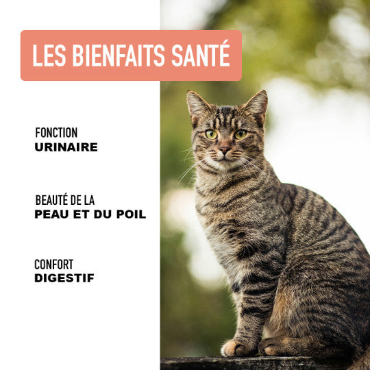 Croquettes pour chat Saumon Made in France – ATAVIK