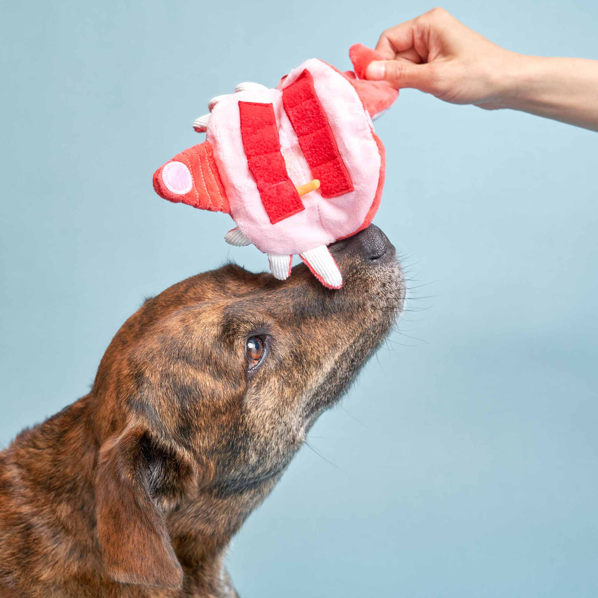 Jouet Crab Nosework