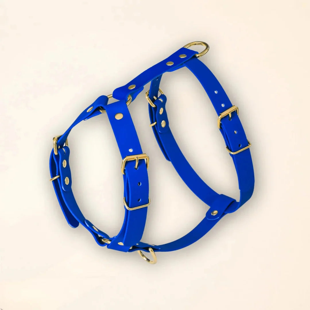 Harnais en Y – Bleu Roi