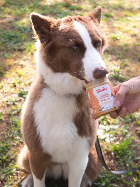 Beurre de cacahuète pour chien-Pumpkin N’ Nuts