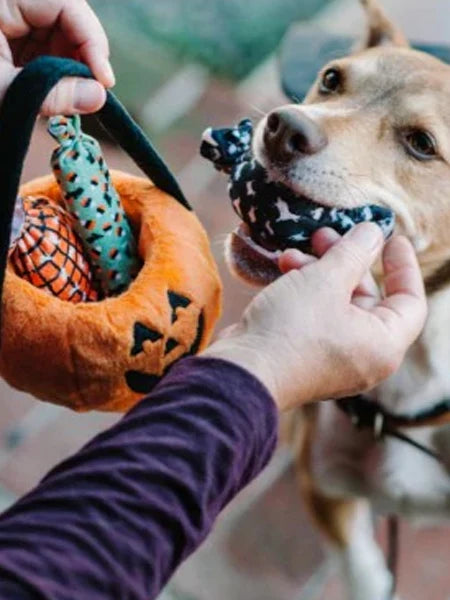 Peluche de fouille Citrouille d’Halloween pour chien